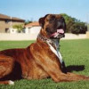 The Right Way To Go About Boxer Puppy Training