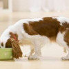 Important Do’s & Don’ts When Feeding Your Puppy