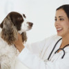 How To Keep Your Dog Healthy