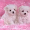 Newborn Puppy Care – Great Puppy Care Tips