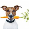 Pay Attention To This Nutrition For Dogs If Your Pet Is Ill