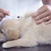 What You Should Know About Puppy Shots
