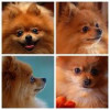 Common Pomeranian Dog Health Issues