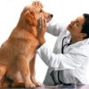 Dog Health Problems That Could Plague Your Beloved Pet