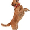 Dog Joint Care – Tips To Help Your Beloved Pooch