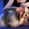 Grooming For Dogs At Home Tips