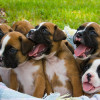 How To Care For Puppies – Tips For Any Breed