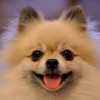 Important Pointers On Pomeranian Puppies Care