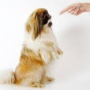 Training Tips For Dogs Even For The Most Stubborn Pooches