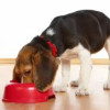Easy & Simple Best Homemade Dog Food Ideas