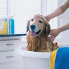Dog Grooming Tips For New Dog Owners
