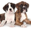 Awesome Puppy Care Tips For Different Breeds