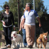 Dog Walking Tips – Establishing Pack Hierachy