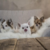 Chihuahua dog Breed Information and Guide