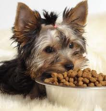 Nutrition For Dogs
