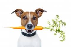 Nutrition For Dogs