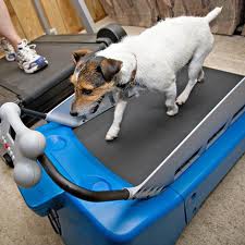 Petzen Dogtread Dog treadmill