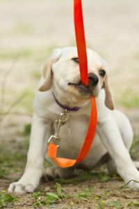 leash training puppies