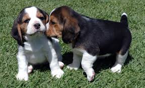 Beagle Puppy Training 101
