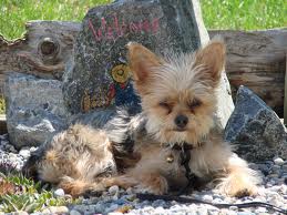 Best Small Dog Breeds For Any Scenario