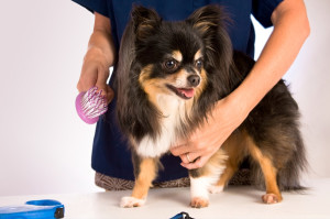 Grooming for dogs