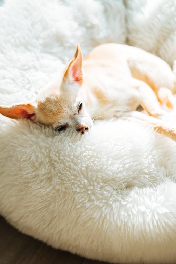 Chihuahua dog Breed Information and Guide